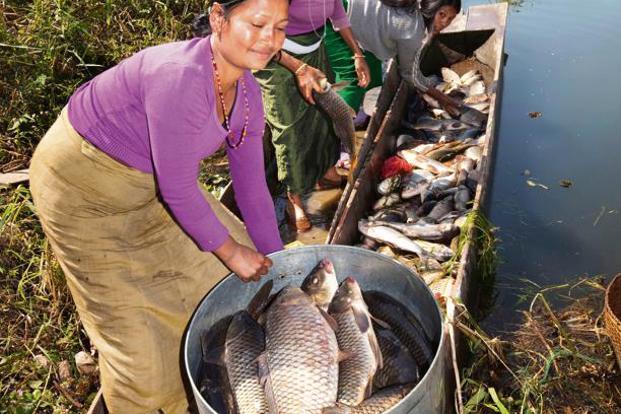 Women transfer the catch from Loktak lake in Manipur.